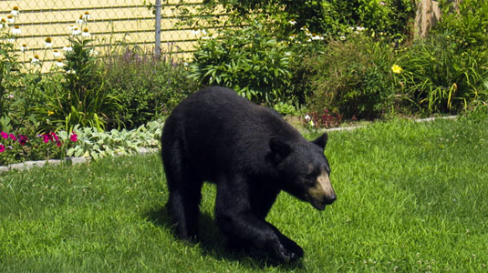 Чёрный медведь на газоне дома в городе Нортгемптон, штат Массачусетс