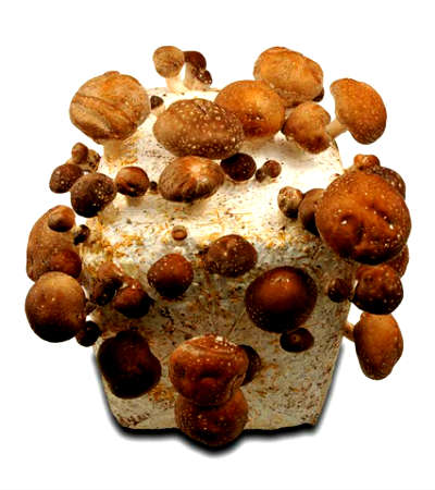 грибы шиитаке